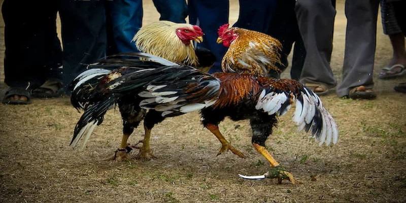 Cách phòng tránh thuốc đá gà bịp hiệu quả